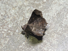 Amphigonia motisigna