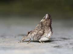 Masca abactalis