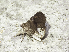 Masca abactalis