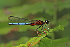 Platycypha caligata