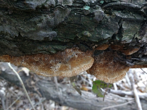 Trametes trogii image