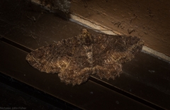 Paradromulia ambigua