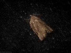 Meritastis ursina