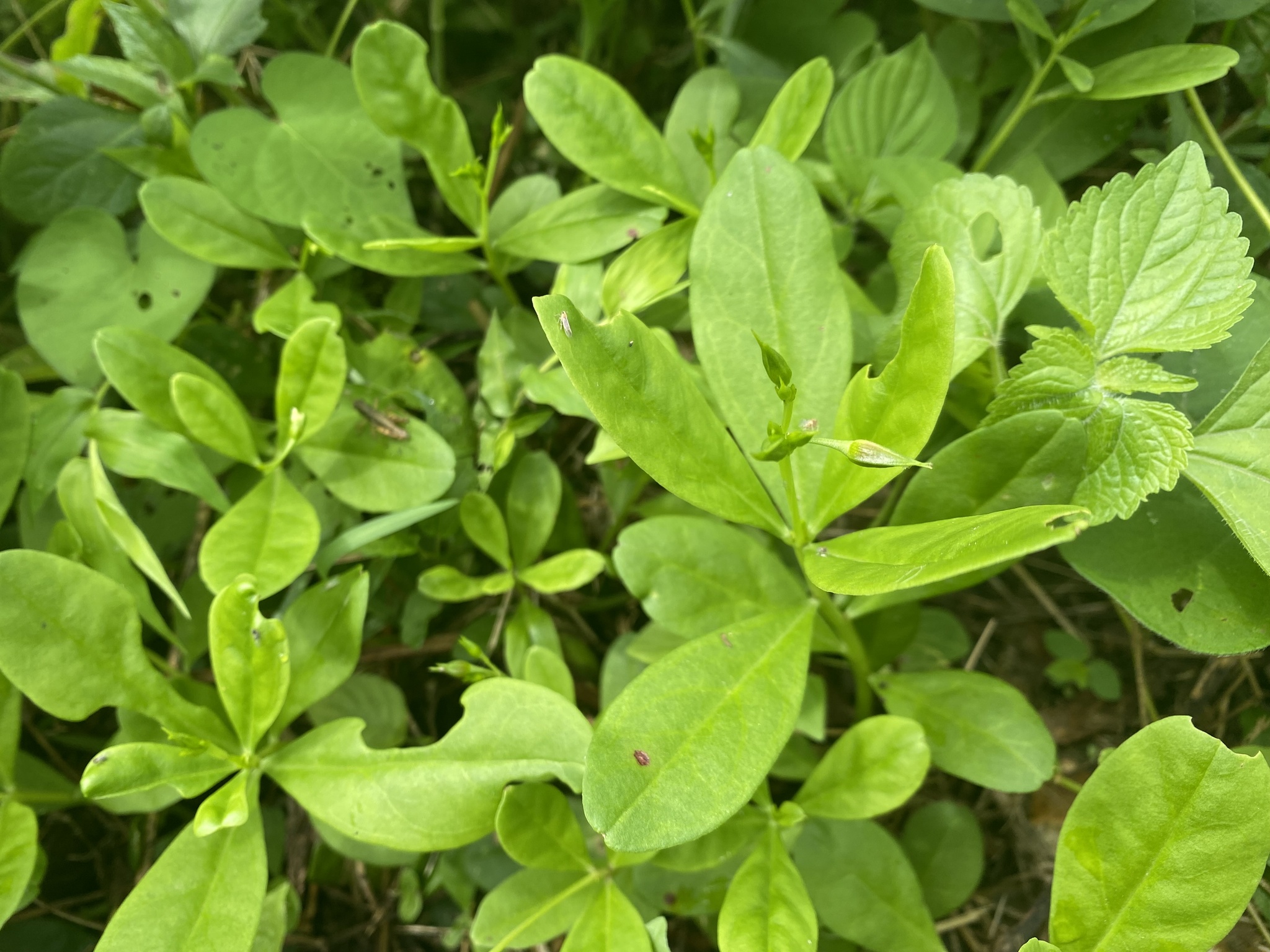 Talinum fruticosum image