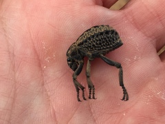 Brachycerus plicatus