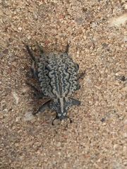 Brachycerus plicatus