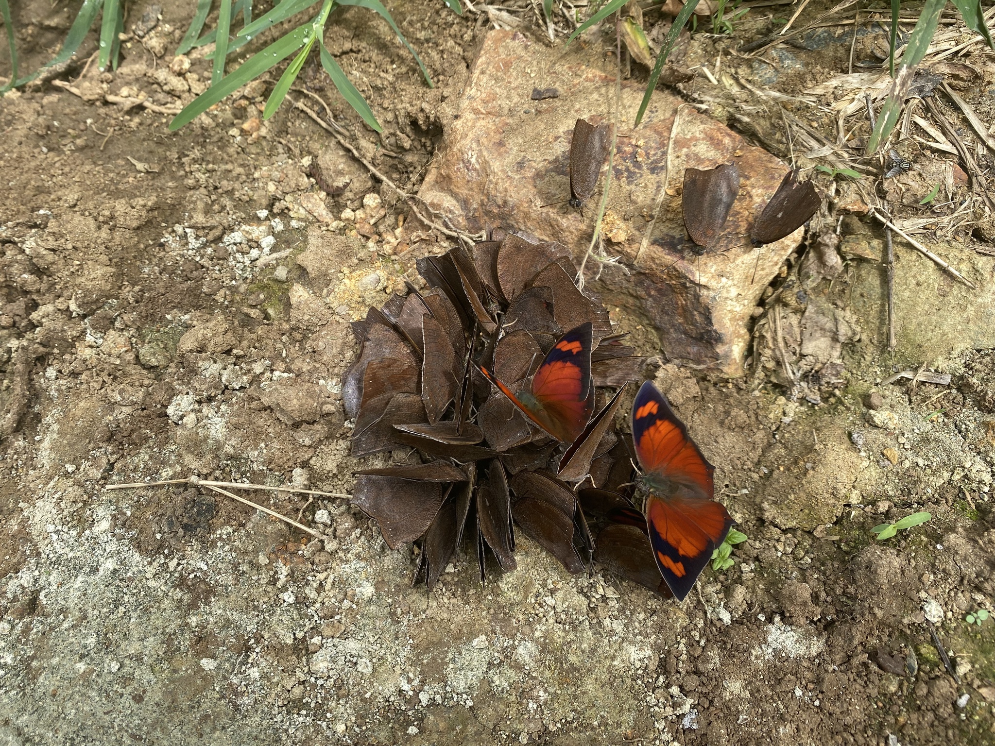 Anaea ryphea image