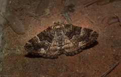 Aporoctena scierodes