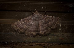 Diatenes aglossoides