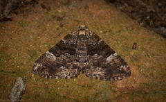 Aporoctena scierodes