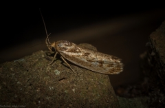 Zauclophora procellosa