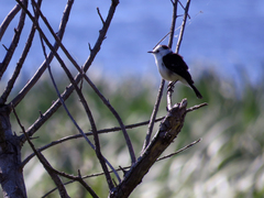 Fluvicola albiventer