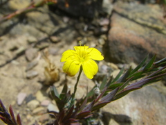 Linum brevistylum