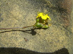 Linum brevistylum