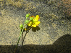 Linum brevistylum