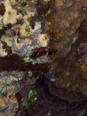 Enneapterygius similis