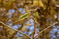 Merops superciliosus