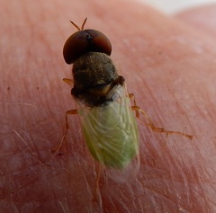 Hedriodiscus vertebratus