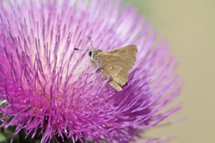 Atrytonopsis pittacus