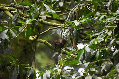 Actinodura morrisoniana