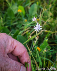 Silene microsperma