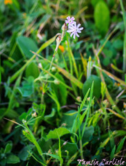 Silene microsperma