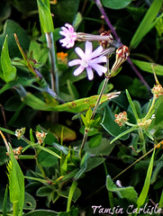 Silene microsperma