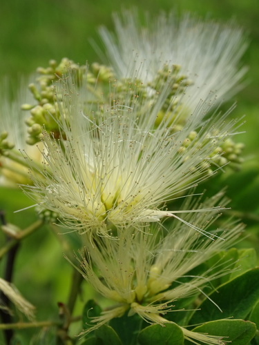 Image of Albizia kalkora by no rights reserved