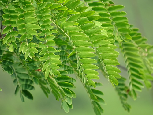 Image of Albizia kalkora by no rights reserved