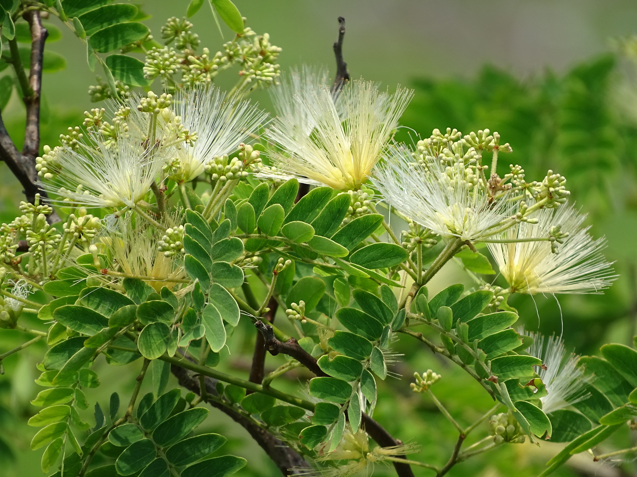 Albizia kalkora