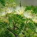 Kalkora Mimosa - Photo no rights reserved, uploaded by 葉子