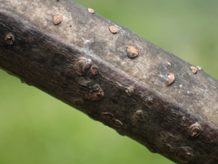 Albizia kalkora