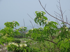 Albizia kalkora