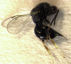 Eurytomidae