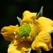 Geum japonicum - Photo no hay derechos reservados, subido por 葉子