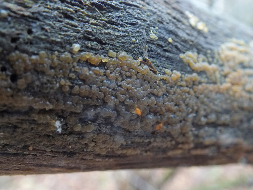 Dacrymyces enatus image