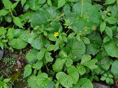 Geum japonicum