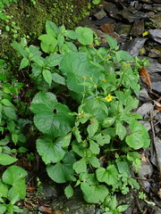 Geum japonicum