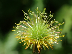 Geum japonicum