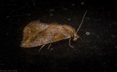 Plusiodonta arctipennis