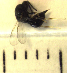 Eurytomidae