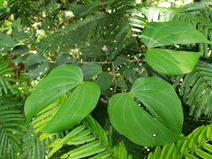 Schnella guianensis image