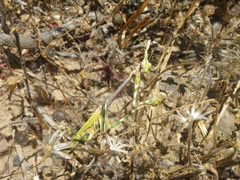 Empusa binotata