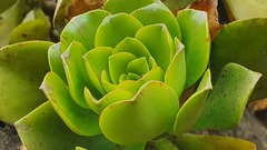 Aeonium glutinosum image