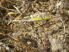 Empusa binotata