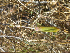 Empusa binotata