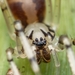 刺蛛屬 - Photo 由 Nadja Baumgartner 所上傳的 (c) Nadja Baumgartner，保留部份權利CC BY-NC