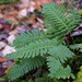 Polypody Ferns - Photo (c) Susan Elliott, some rights reserved (CC BY-NC), uploaded by Susan Elliott