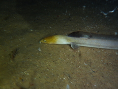 Ophichthus altipennis