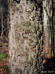 Cryptococcus fagisuga